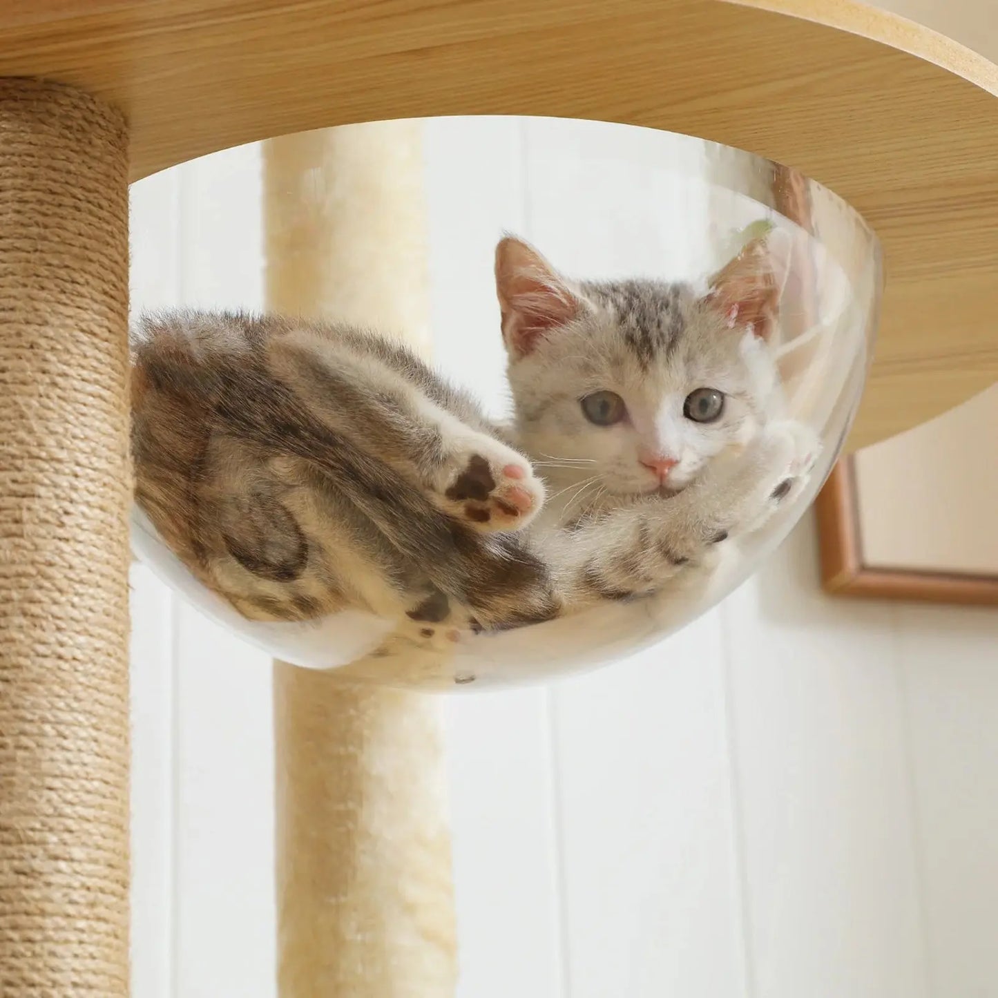 Arbre à chat en Bois avec Hamac Transparent - Le Nid Félin