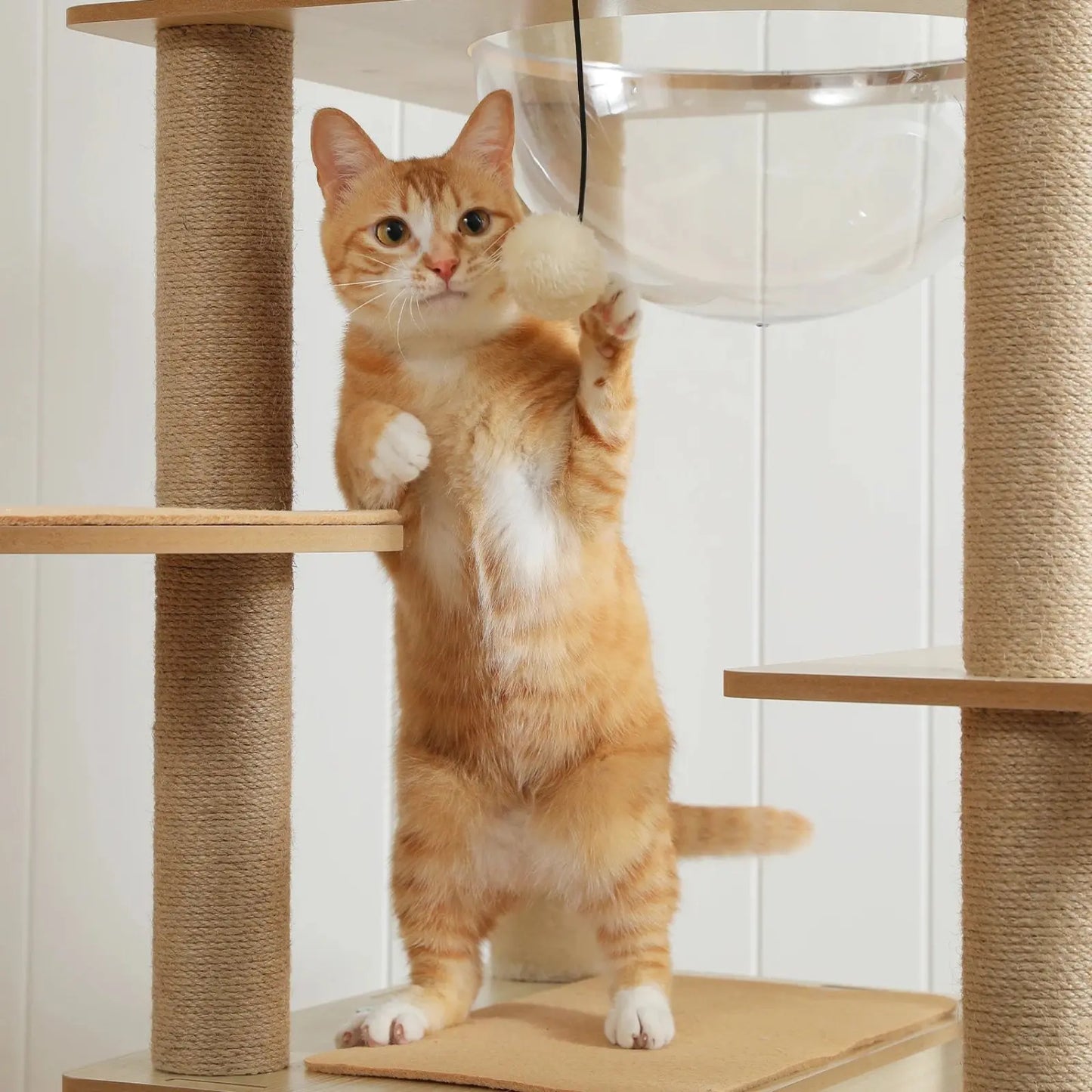 Arbre à chat en Bois avec Hamac Transparent - Le Nid Félin