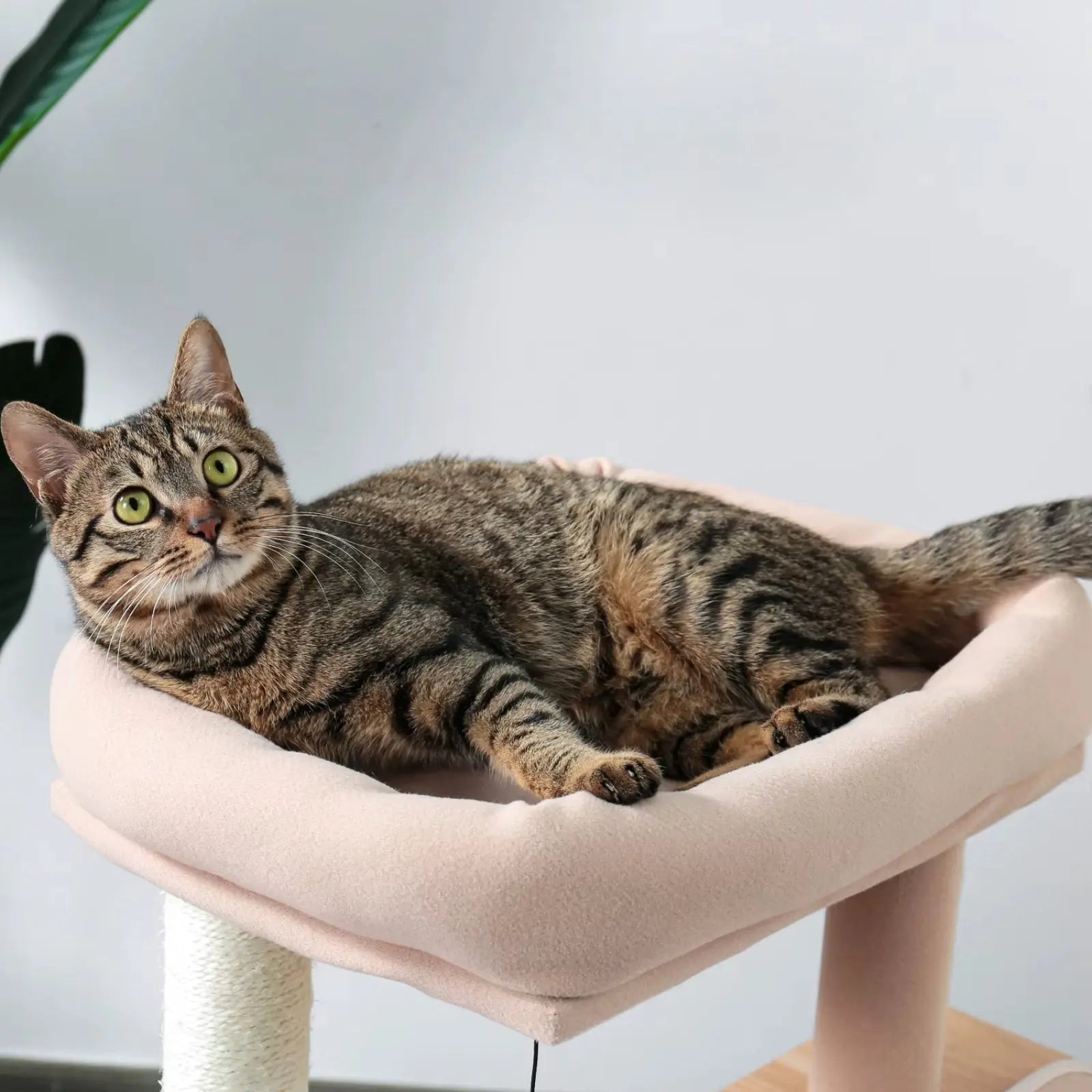 Arbre à Chat en Bois avec Condos et Perchoir Large - Le Nid Félin
