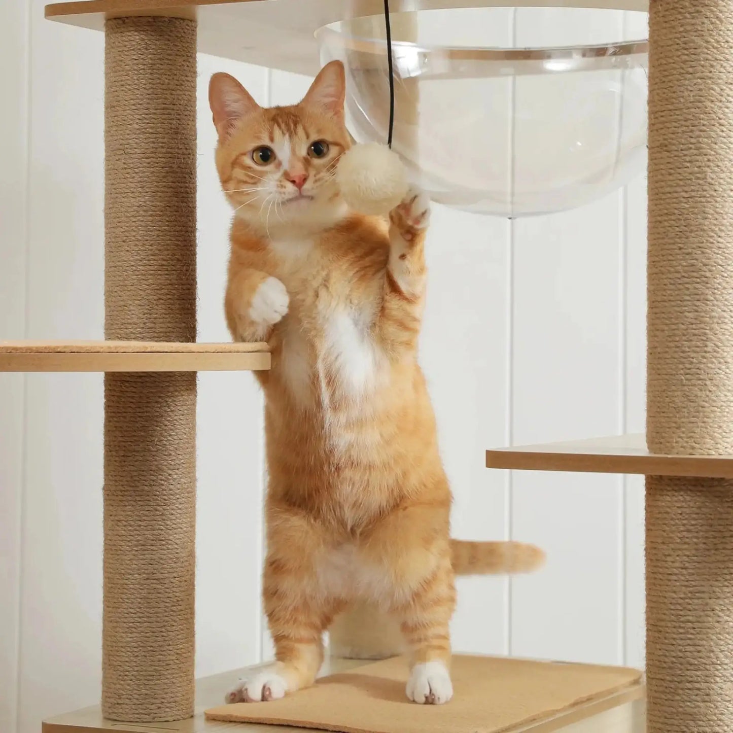 Arbre à Chat en Bois Naturel - Design Épuré 180cm | Capsule Panoramique