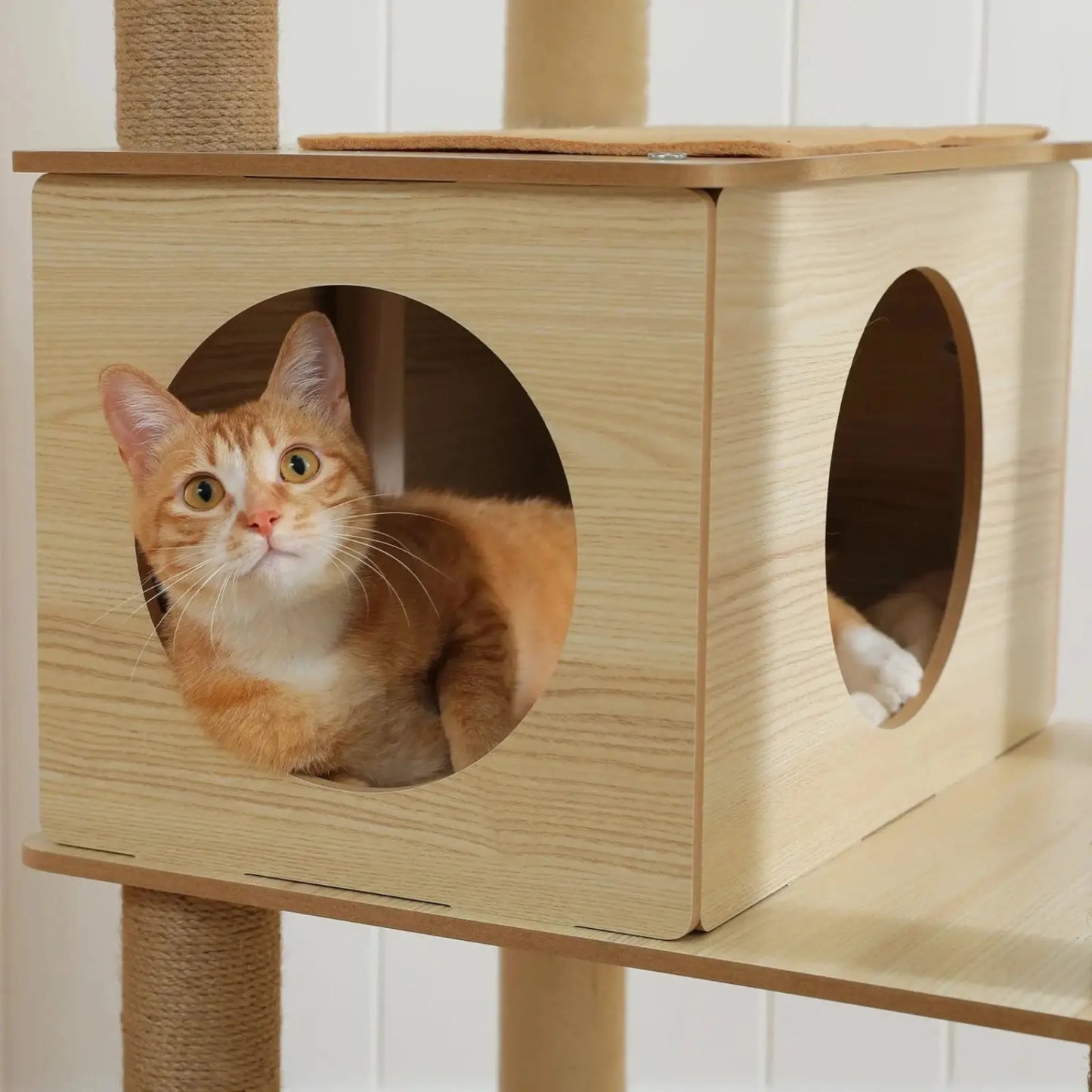 Arbre à Chat en Bois Naturel - Design Épuré 180cm | Capsule Panoramique